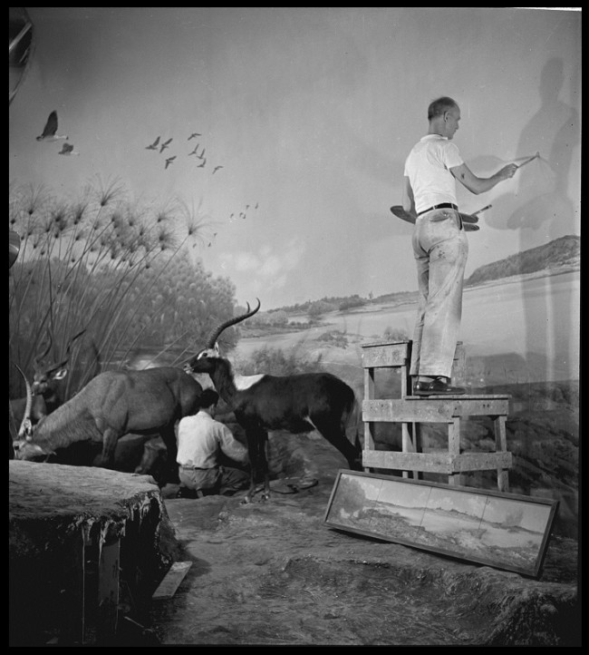 Artists James Perry Wilson (standing) and Fred Scherer working together on the Upper Nile diorama background painting, 1939. ©AMNH