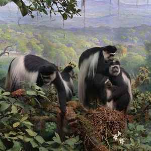 The black-and-white Colobus monkey in the Akeley Hall of African Mammals was the first background that Fred F. Scherer painted solo. ©AMNH/D. Finnin.