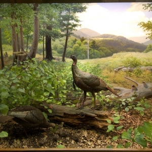 Fred F. Scherer restored the wild turkey diorama background for the 1964 renovation of the Hall Sanford Hall of North American Birds.